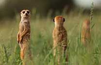 The Kalahari Meerkats