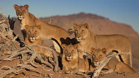 Vanishing Kings – Lions of the Namib
