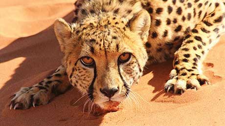 Offspring's Christmas wildlife show Big Cats: An Amazing Animal Family