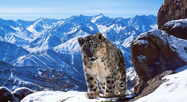 Prime has picked up a package of BBCWW shows including Planet Earth II