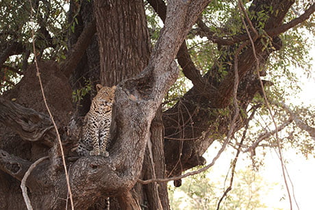 Camp Zambia involves the filming of a wide variety of species and behaviours
