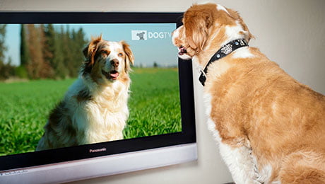 DogTV has been scientifically tested for canines