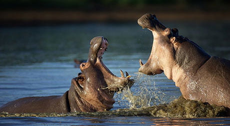 River Battlefront looks at the hippo and Nile crocodile in East Africa