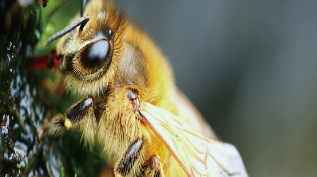 The Honeybee Crisis