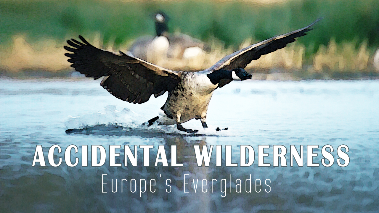 Accidental Wilderness – Europe’s Everglades