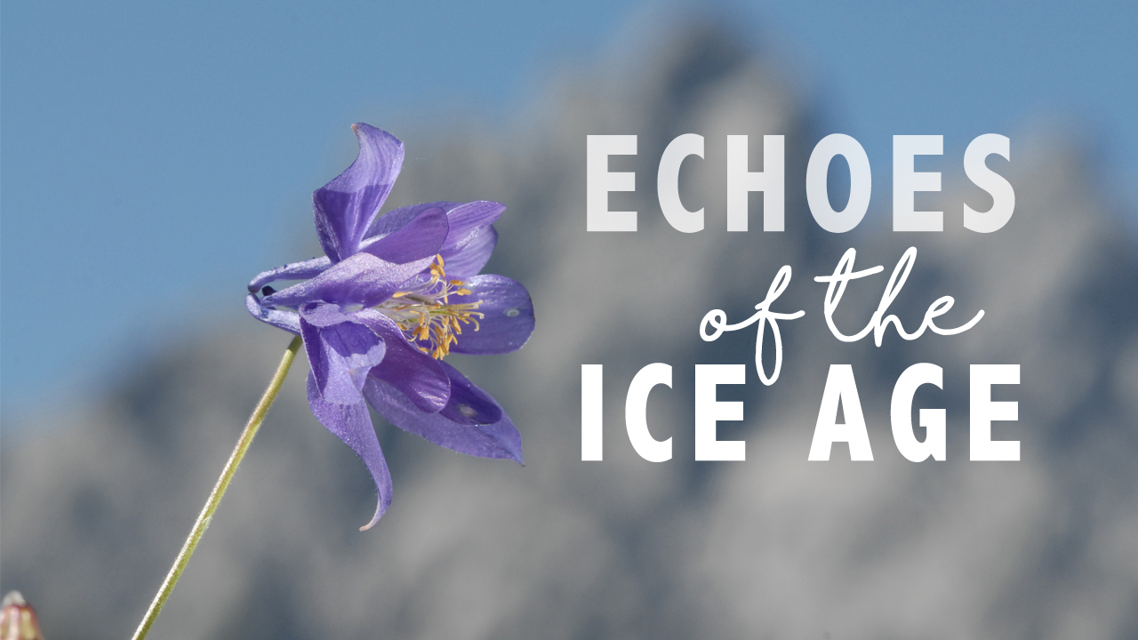 Echoes of the Ice Age