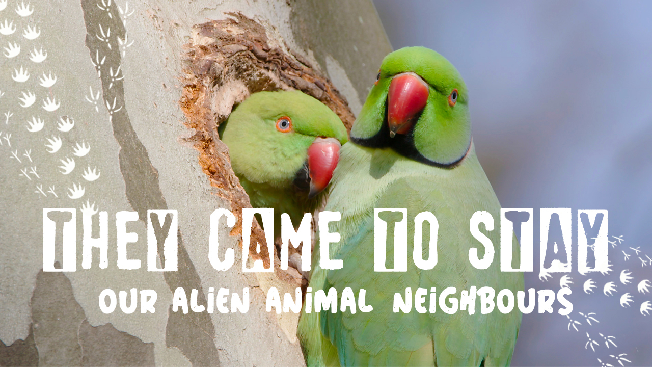 They Came To Stay – Our Alien Animal Neighbours