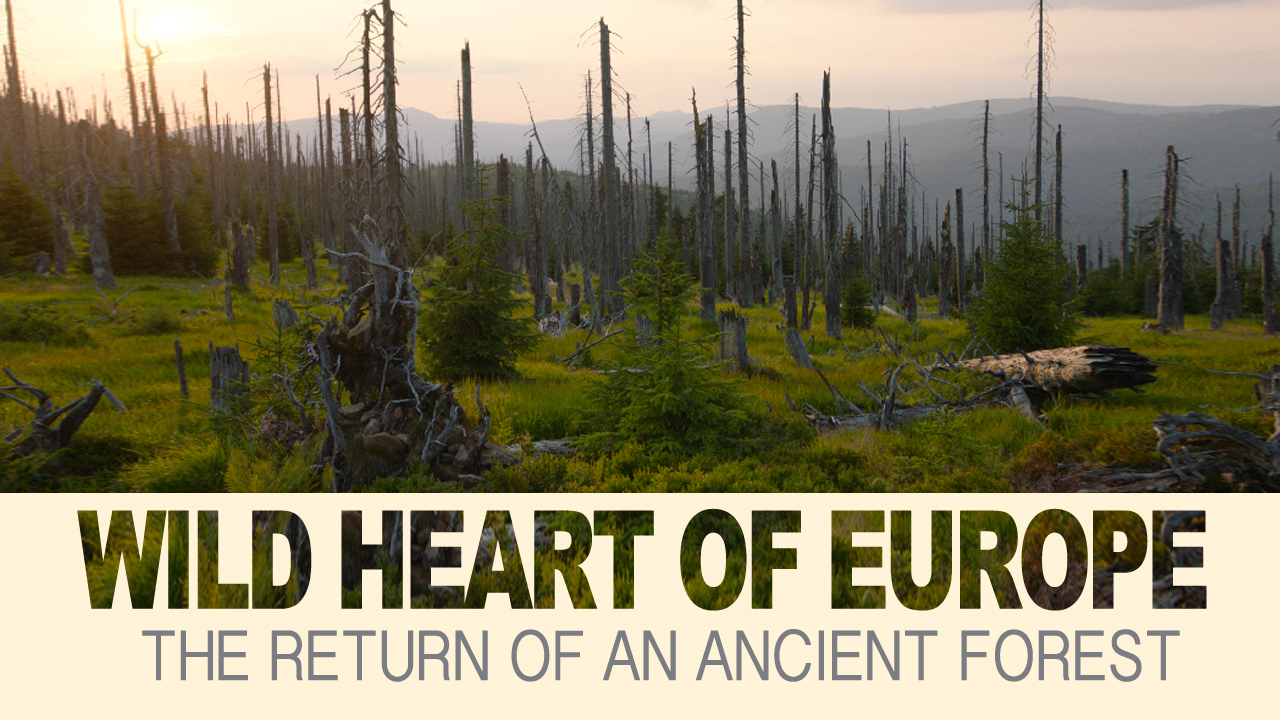 Wild Heart of Europe – The Return of an Ancient Forest