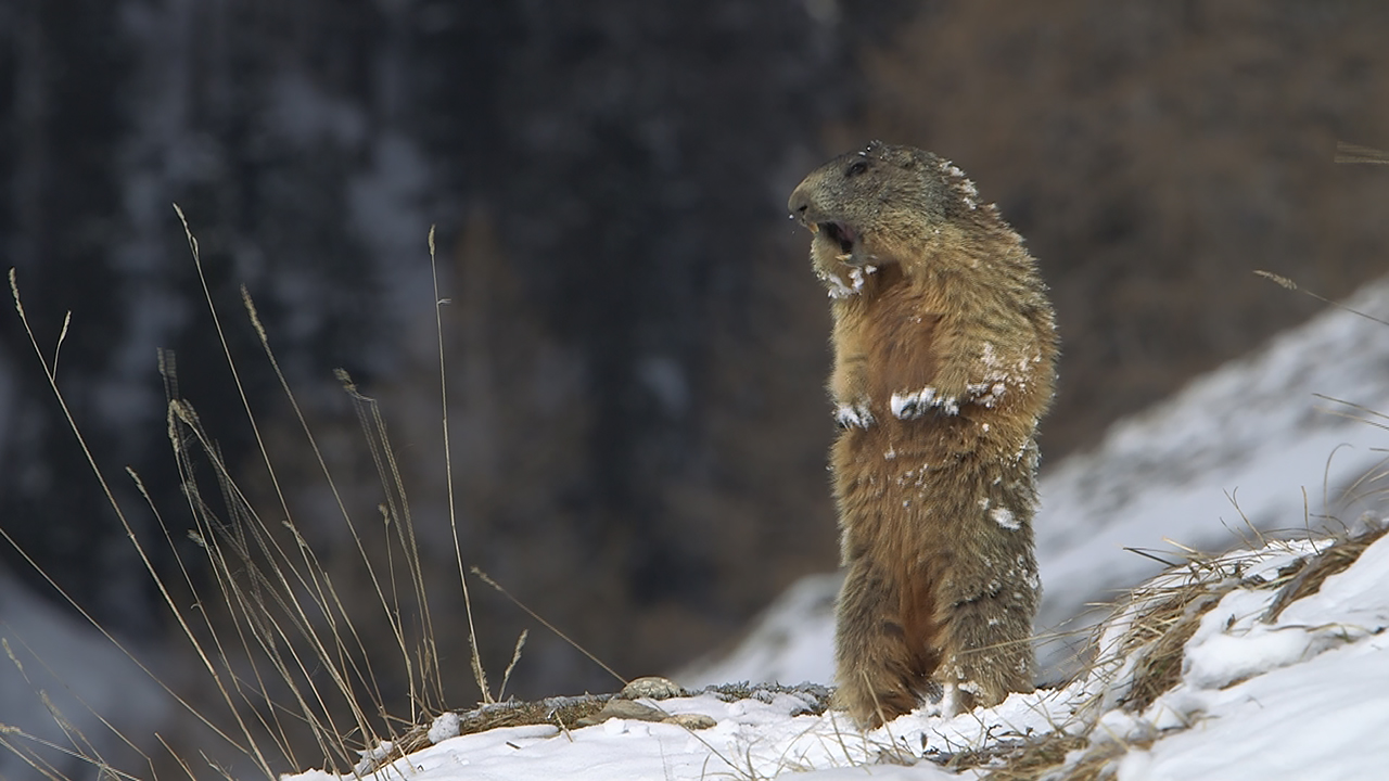 Survival of the Fittest in the Alps, Autentic Distribution, Screenings