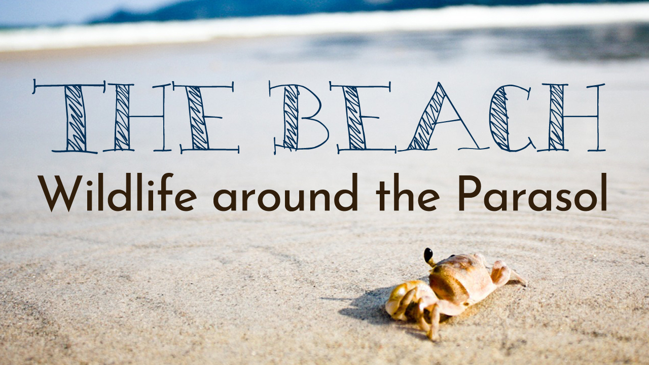 The Beach – Wildlife Around the Parasol