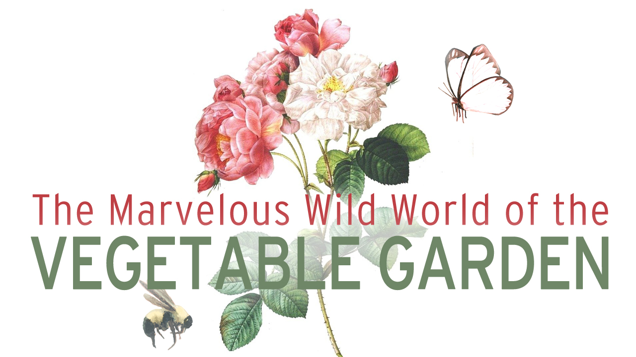 The Marvelous Wild World of the Vegetable Garden