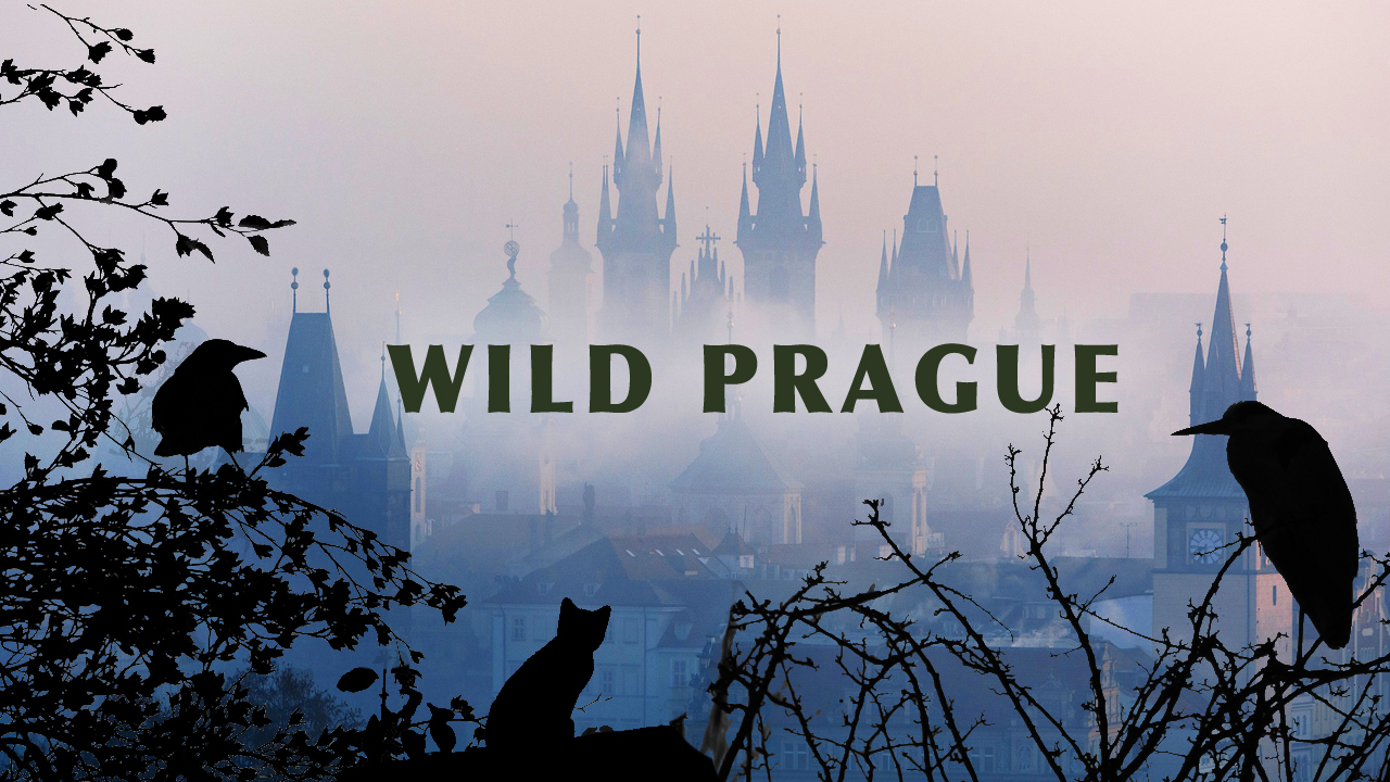 Wild Prague
