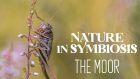 Nature in Symbiosis: The Moor