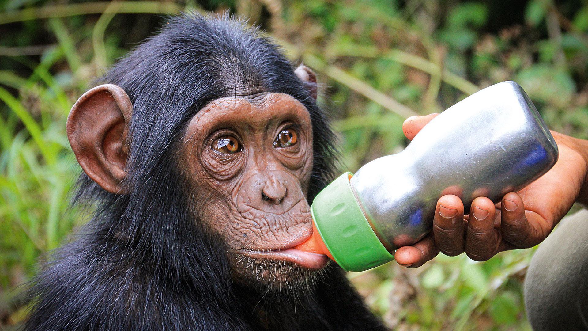 Rescued Chimpanzees of the Congo