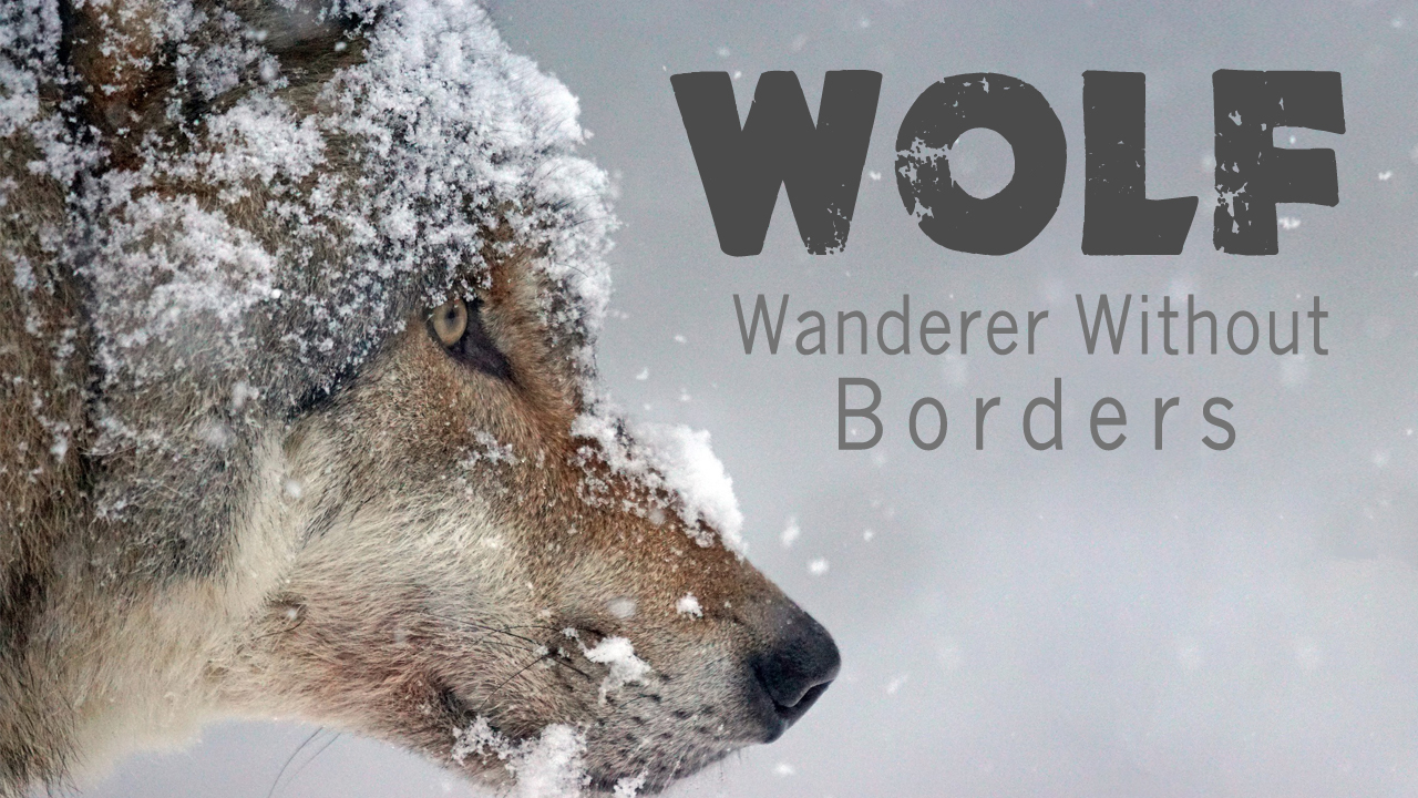 Wolf – Wanderer Without Borders