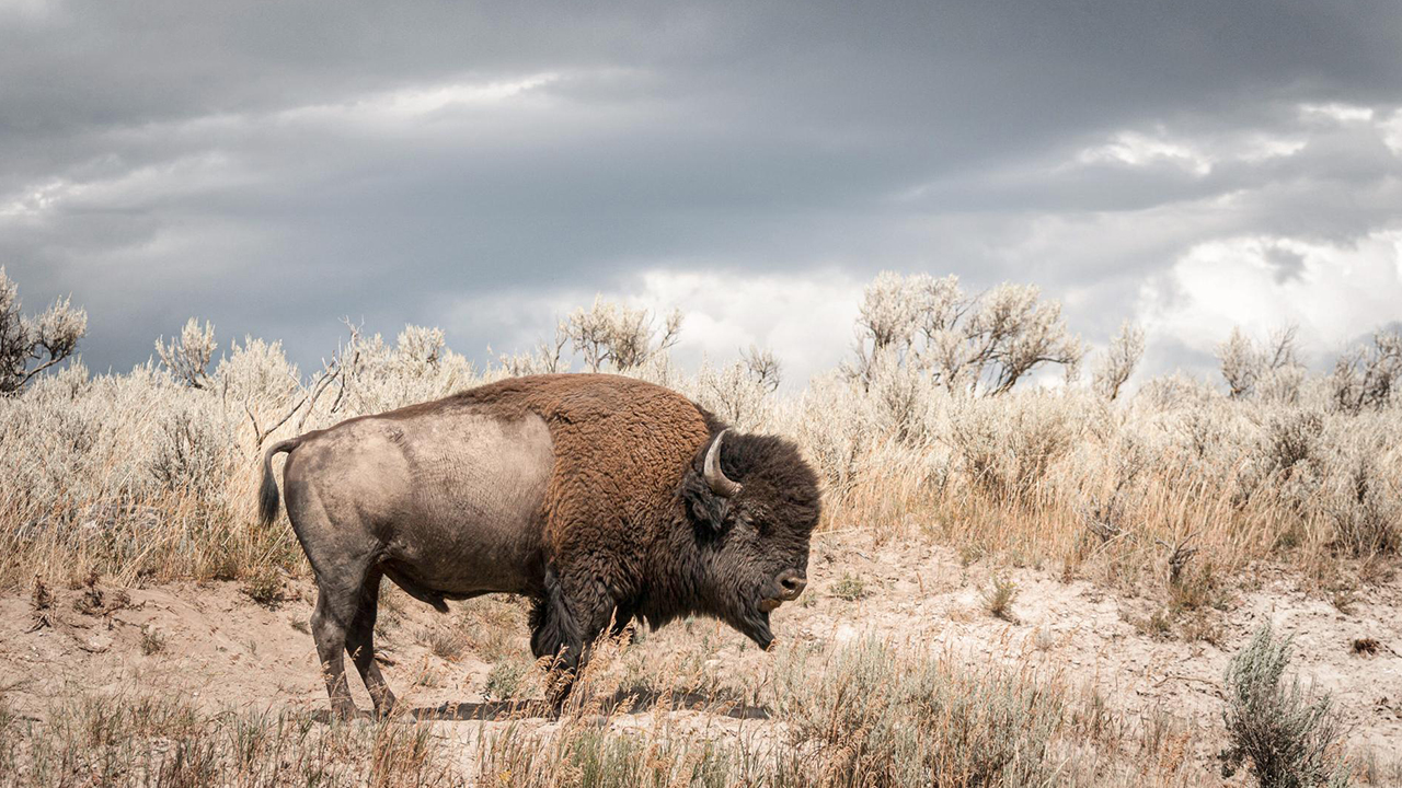 Bison: An American Icon