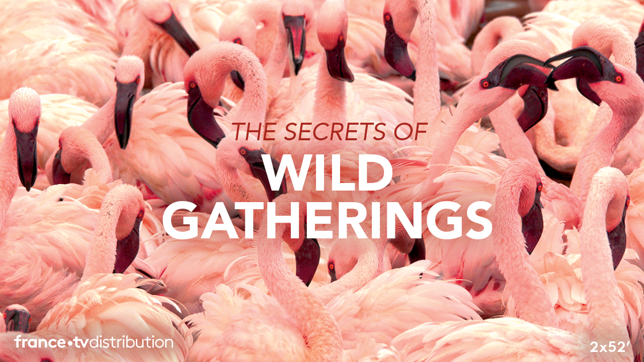 The Secrets of Wild Gatherings