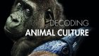 Decoding Animal Culture