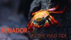 Ecuador of the Wild Side