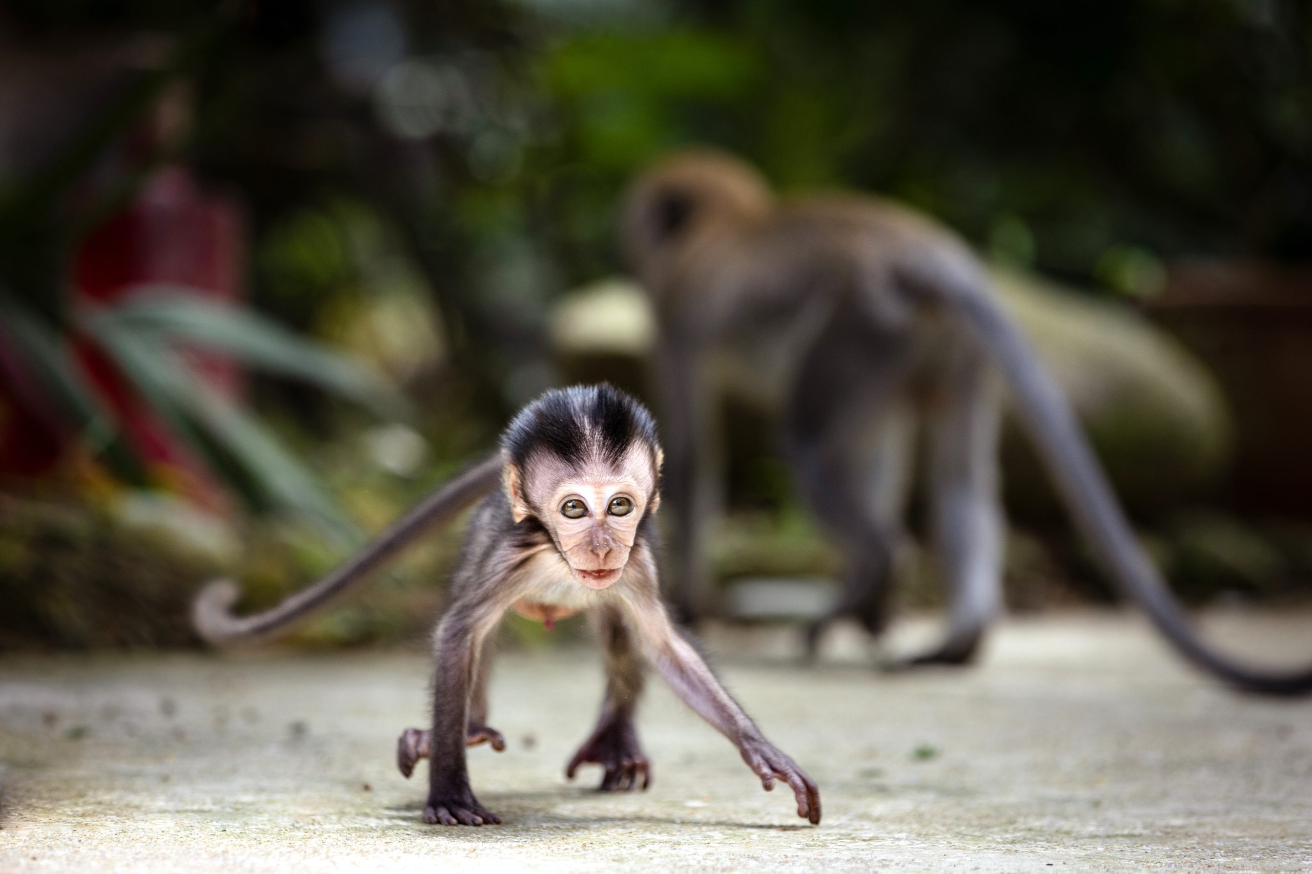 Macaque Island