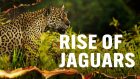 Rise of Jaguars