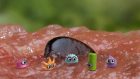 Tiny Wonders