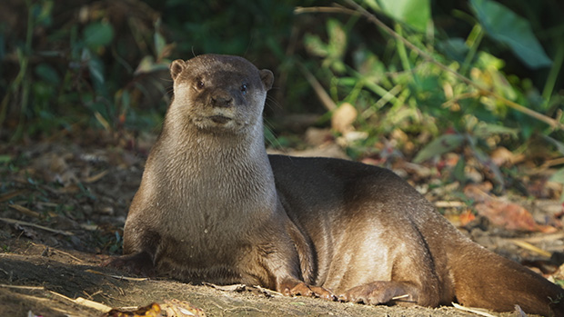 NHK on board feature-length version of wildlife documentary My Otter Diary