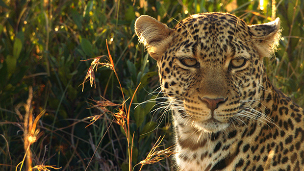 Bomanbridge Media reveal sales of 250 hours of factual content across Asia Pacific