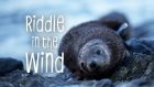 Riddle in the Wind