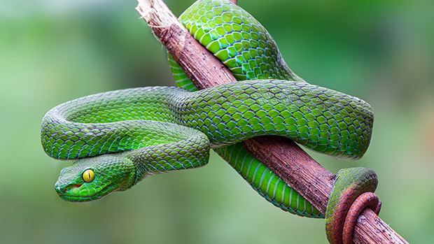 Nat Geo, China Media Group mark Year of the Snake with nature series