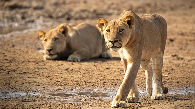 Blue Ant brings Love Nature to Canal+ in French-speaking EMEA debut