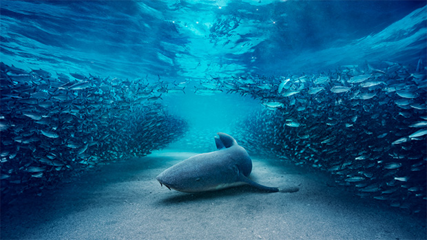 Wave of Blue Planet III sales and copro deals done on first day of BBC Showcase