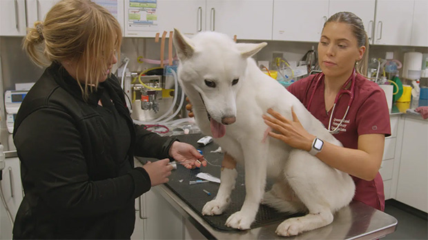 Nine renews Context Media’s Queensland-set animal welfare show For The Love of Pets