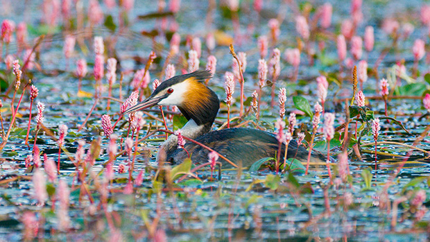 BBC wildlife format Springwatch gets first int’l adaptation via Spain’s EITB 