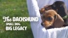 The Dachshund: Small Dog, big Legacy