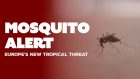 Mosquito Alert: Europe’s New Tropical Threat