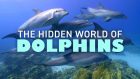 The Hidden World of Dolphins