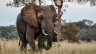 Kruger's Wild Kingdom
