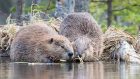 Beaver Town