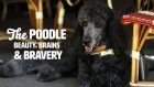 The Poodle: Beauty, Brains and Bravery
