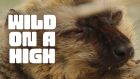 Wild on a High