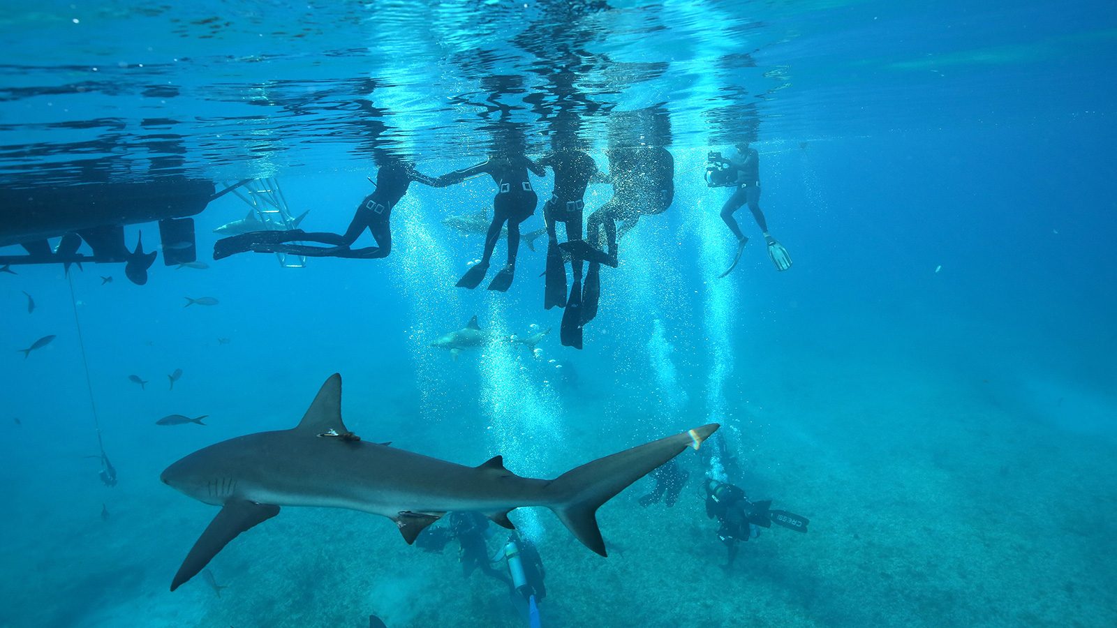 Plimsoll Productions found success with its ITV series Shark! Celebrity Infested Waters